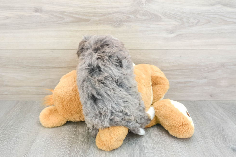 Mini Bernedoodle Pup Being Cute