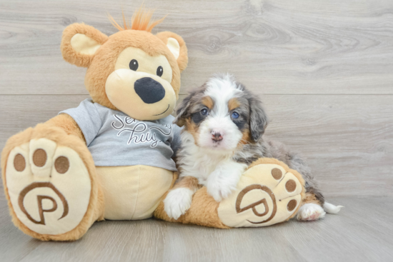 Best Mini Bernedoodle Baby