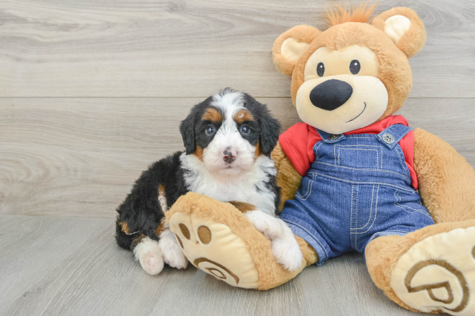 Best Mini Bernedoodle Baby