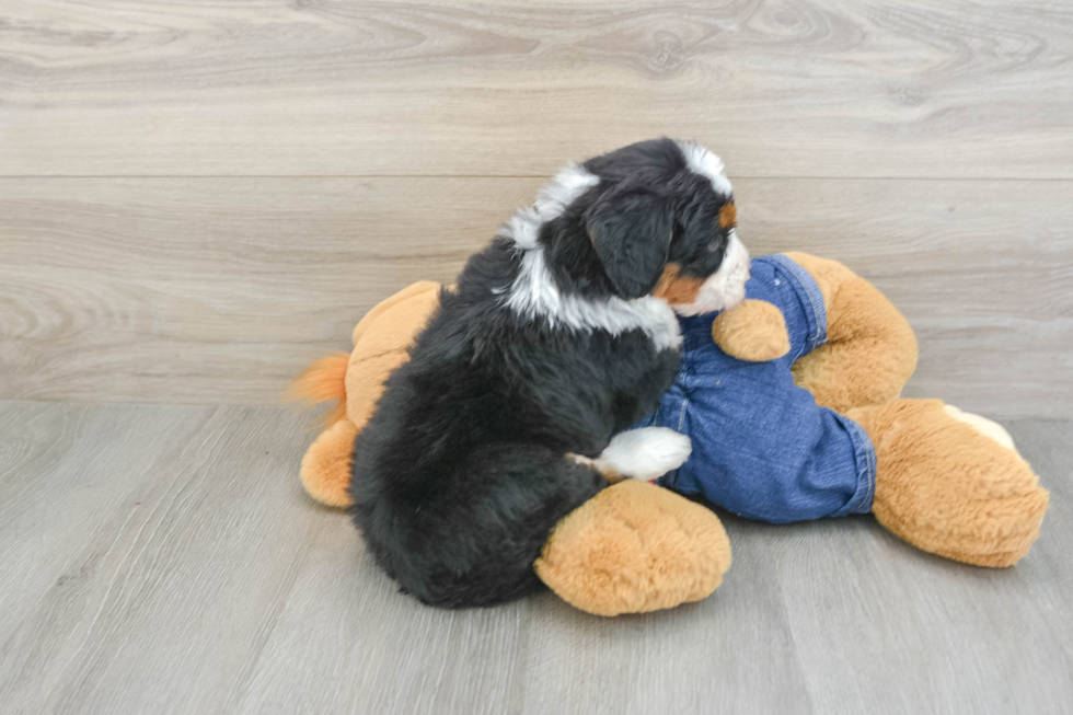 Friendly Mini Bernedoodle Baby