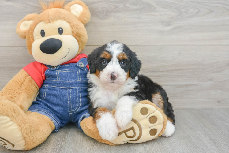 Energetic Mini Bernepoo Poodle Mix Puppy