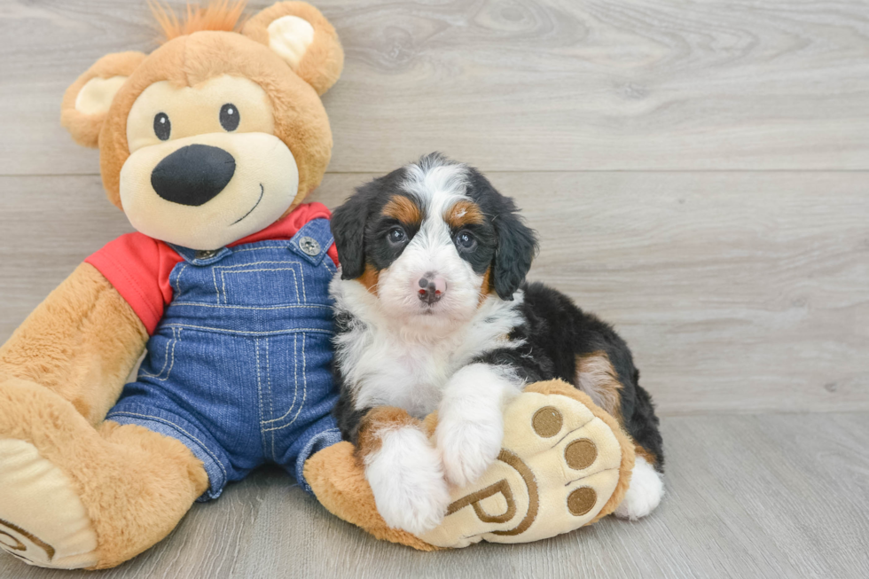 Energetic Mini Bernepoo Poodle Mix Puppy
