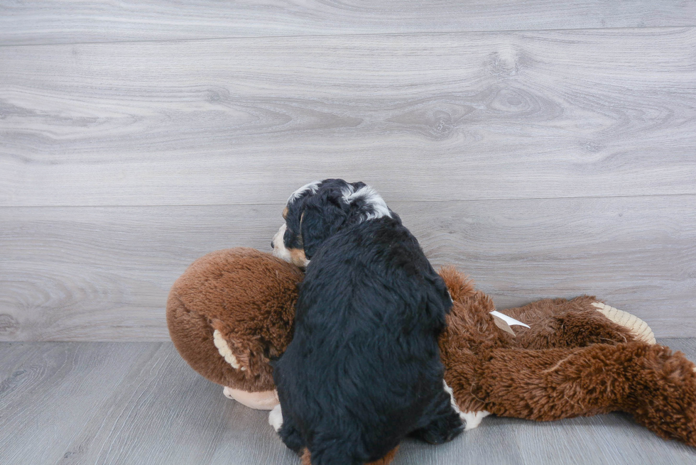 Best Mini Bernedoodle Baby