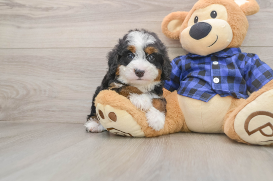 DEX, a Mini Bernedoodle littermate