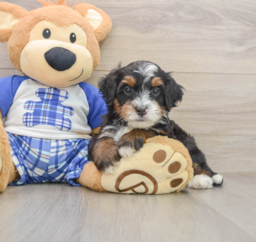 6 week old Mini Bernedoodle Puppy For Sale - Premier Pups