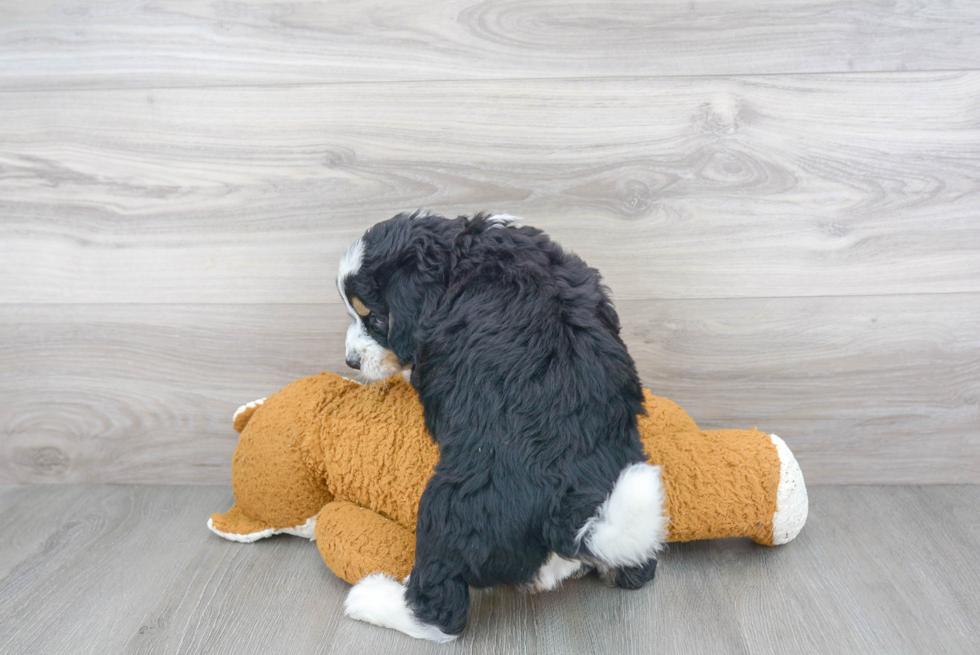 Mini Bernedoodle Pup Being Cute
