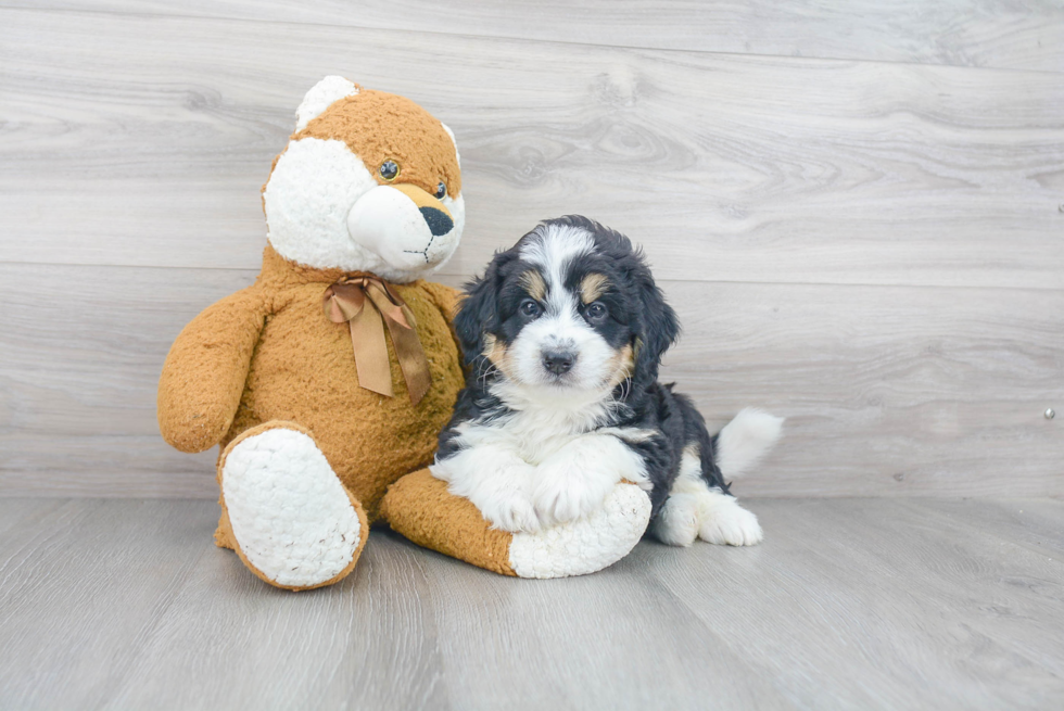 Funny Mini Bernedoodle Poodle Mix Pup