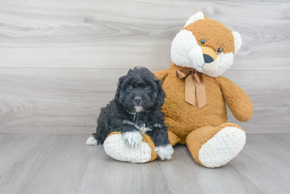 Smart Mini Bernedoodle Poodle Mix Pup