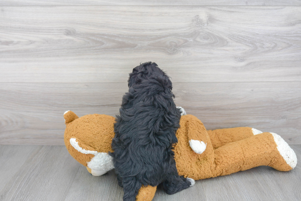 Energetic Bernadoodle Poodle Mix Puppy