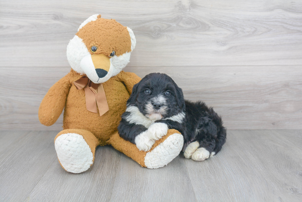 Mini Bernedoodle Puppy for Adoption