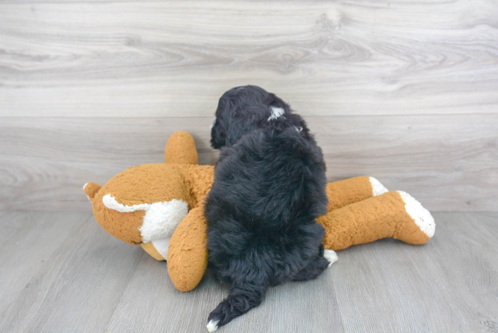 Cute Mini Bernedoodle Baby