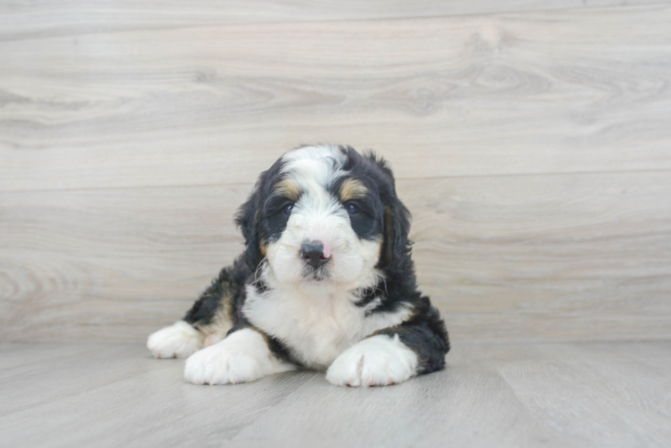 Sweet Mini Bernedoodle Baby