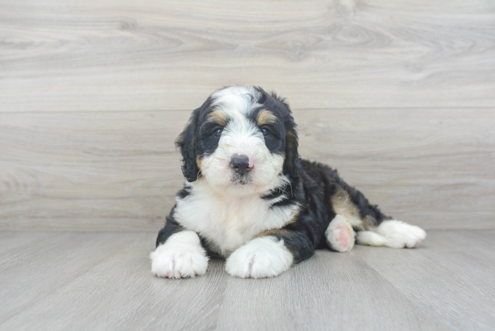 Mini Bernedoodle Puppy for Adoption