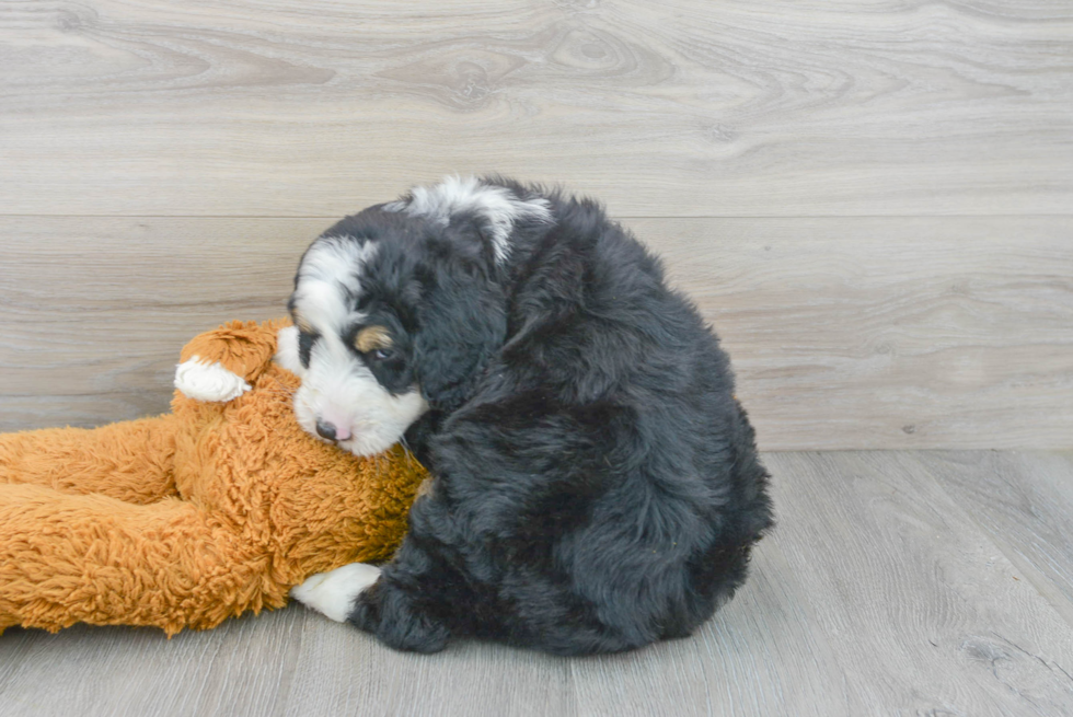 Hypoallergenic Bernadoodle Poodle Mix Puppy