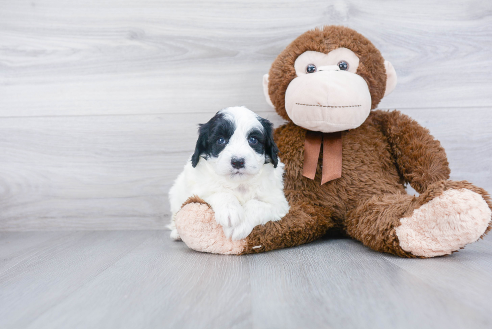 Best Mini Bernedoodle Baby