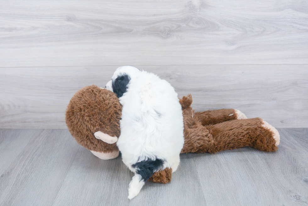 Energetic Bernadoodle Poodle Mix Puppy