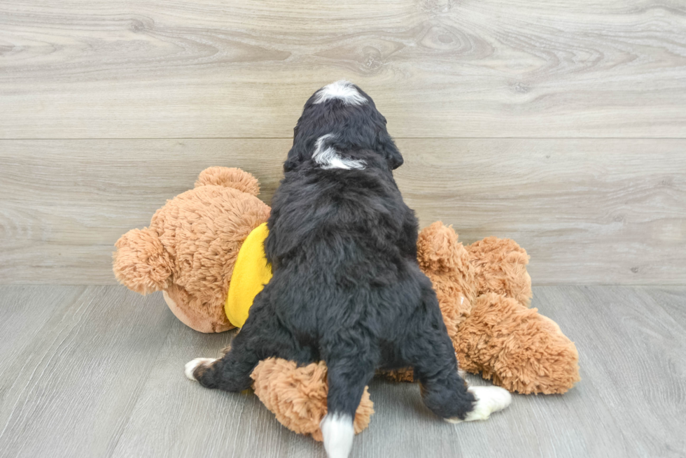 Petite Mini Bernedoodle Poodle Mix Pup