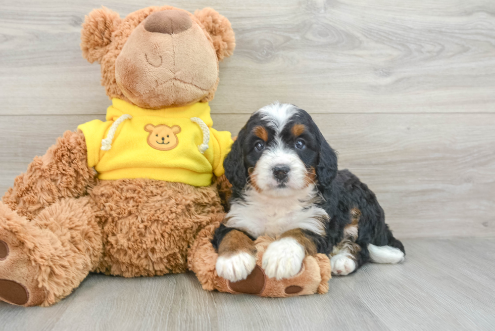 Adorable Mini Bernese Poodle Poodle Mix Puppy