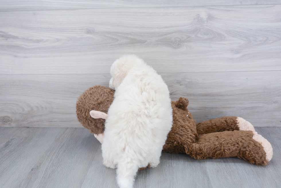 Cute Mini Bernedoodle Baby