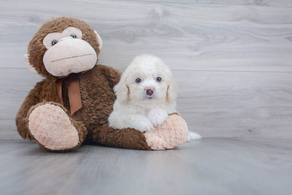 Small Mini Bernedoodle Baby