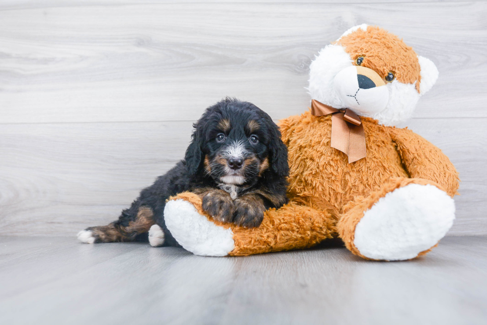 Petite Mini Bernedoodle Poodle Mix Pup