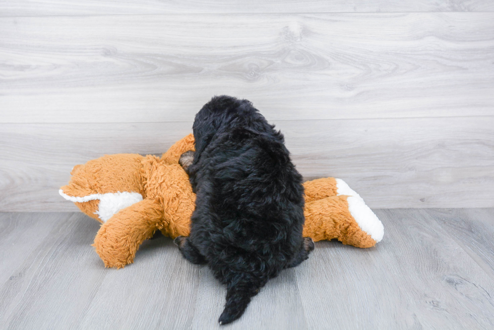 Sweet Mini Bernedoodle Baby