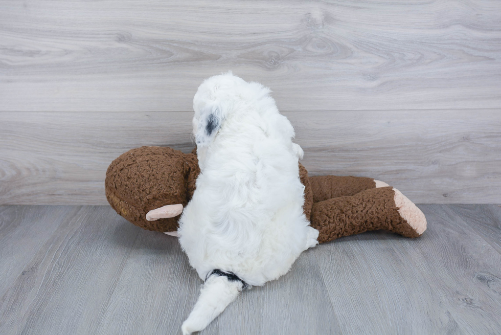 Best Mini Bernedoodle Baby