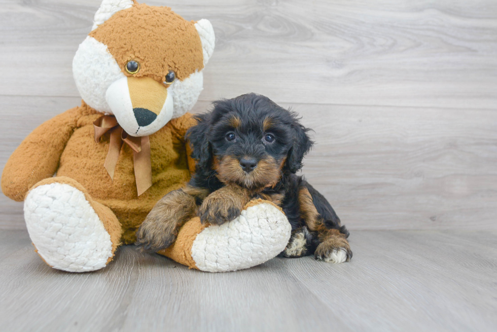 Mini Bernedoodle Puppy for Adoption
