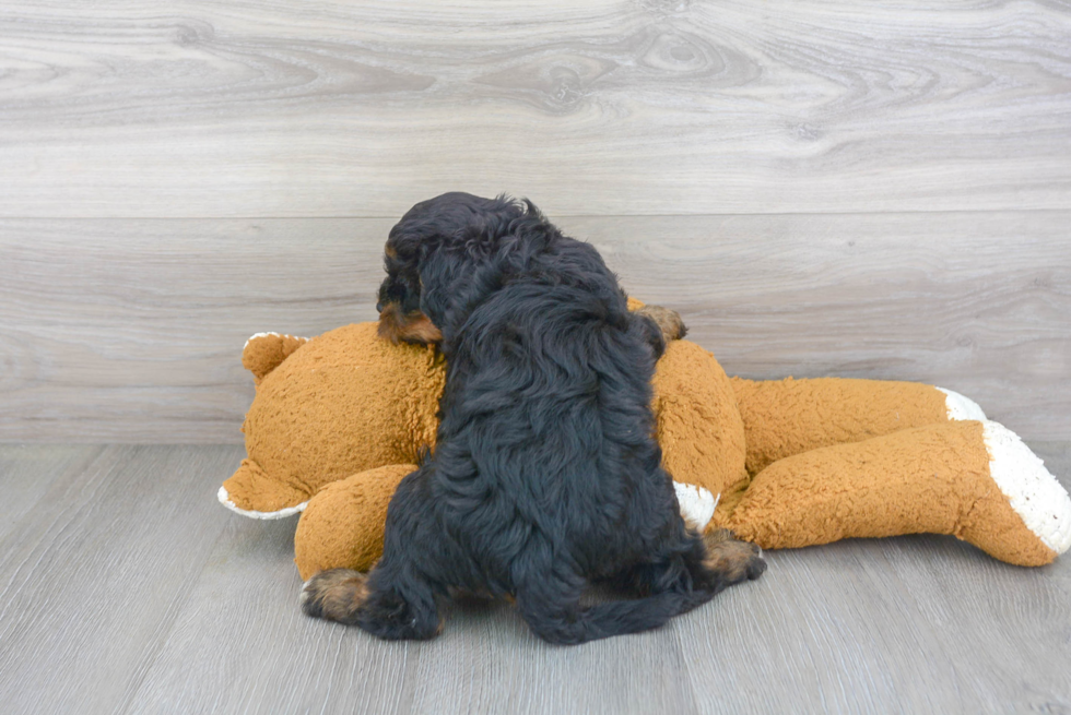 Energetic Mini Berniedoodle Poodle Mix Puppy