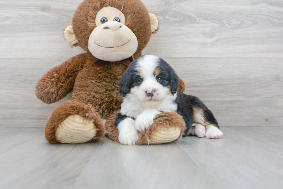 Mini Bernedoodle Pup Being Cute