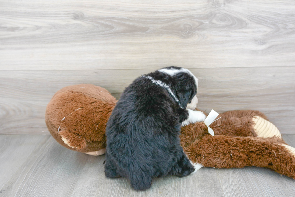 Mini Bernedoodle Pup Being Cute