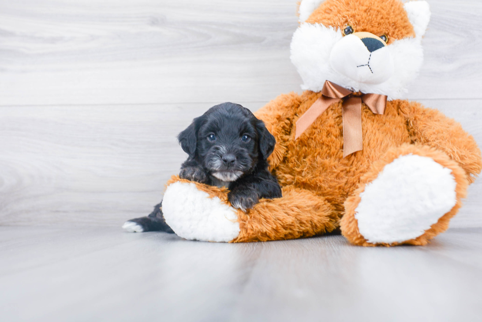 Friendly Mini Bernedoodle Baby