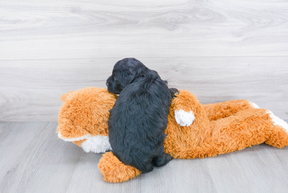 Playful Mini Berniedoodle Poodle Mix Puppy