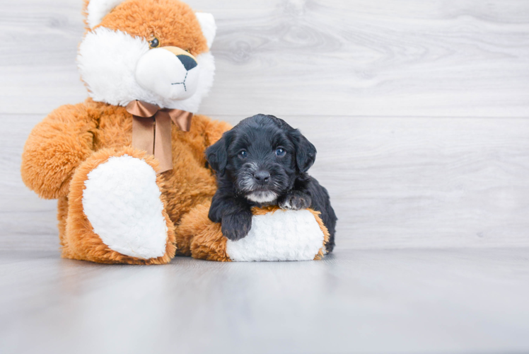 Mini Bernedoodle Puppy for Adoption