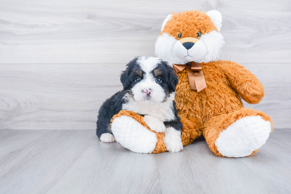 Funny Mini Bernedoodle Poodle Mix Pup