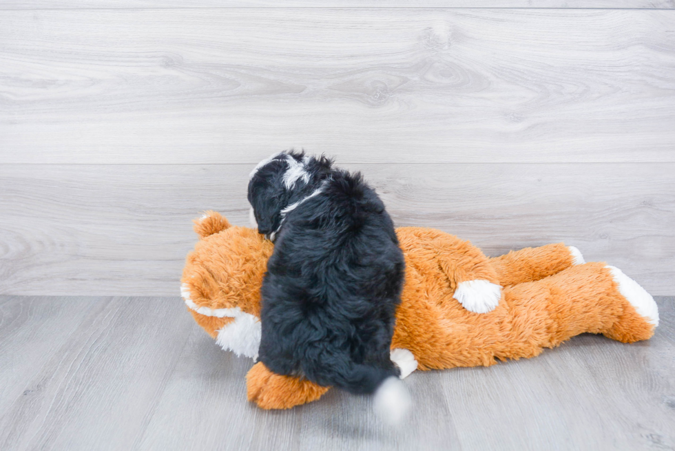 Adorable Mini Berniedoodle Poodle Mix Puppy