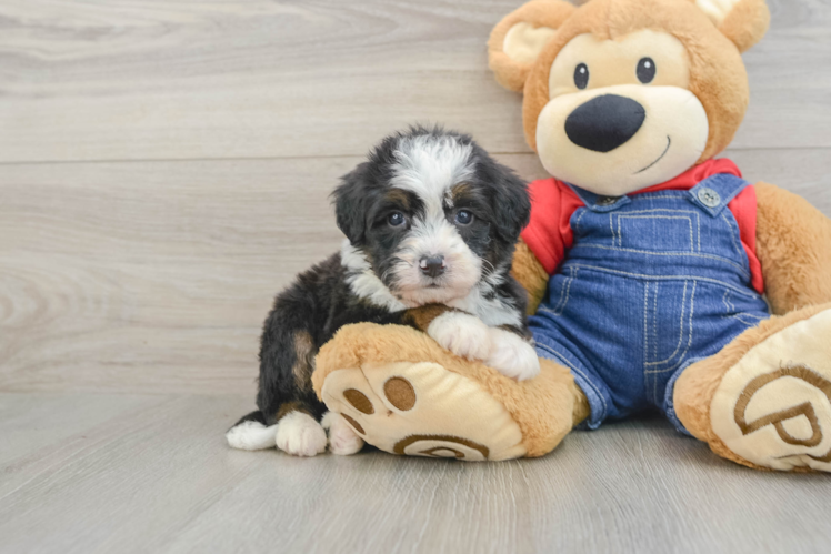 Sweet Mini Bernedoodle Baby