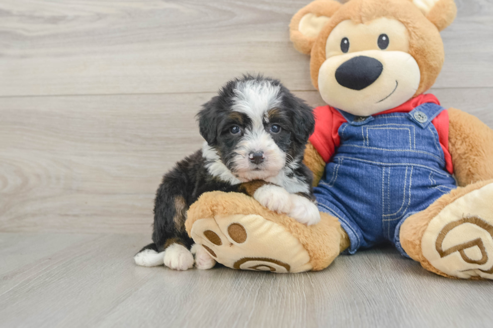 Sweet Mini Bernedoodle Baby