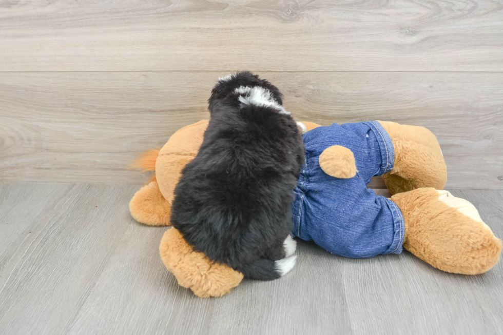 Cute Mini Bernedoodle Baby