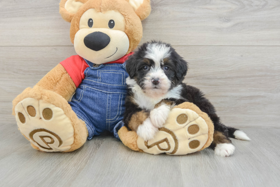 Mini Bernedoodle Puppy for Adoption