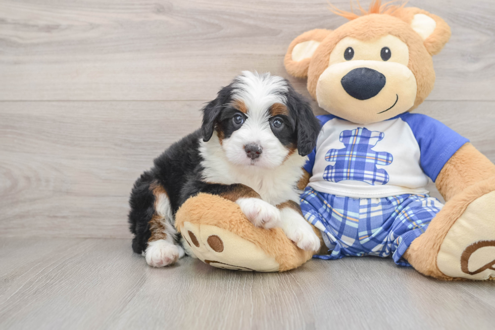 Mini Bernedoodle Puppy for Adoption