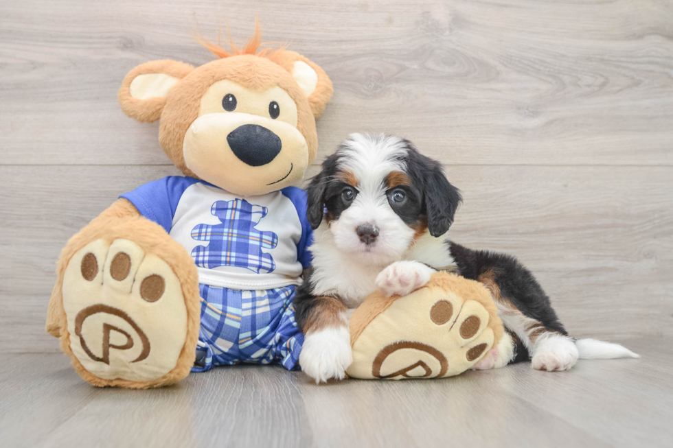 Mini Bernedoodle Pup Being Cute
