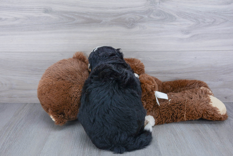 Mini Bernedoodle Pup Being Cute
