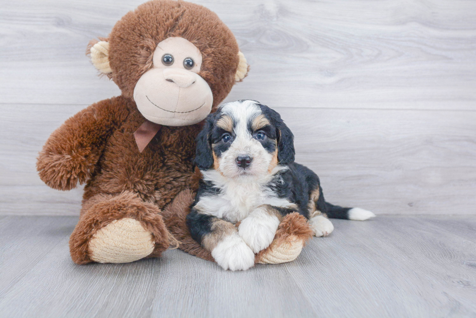 Mini Bernedoodle Pup Being Cute