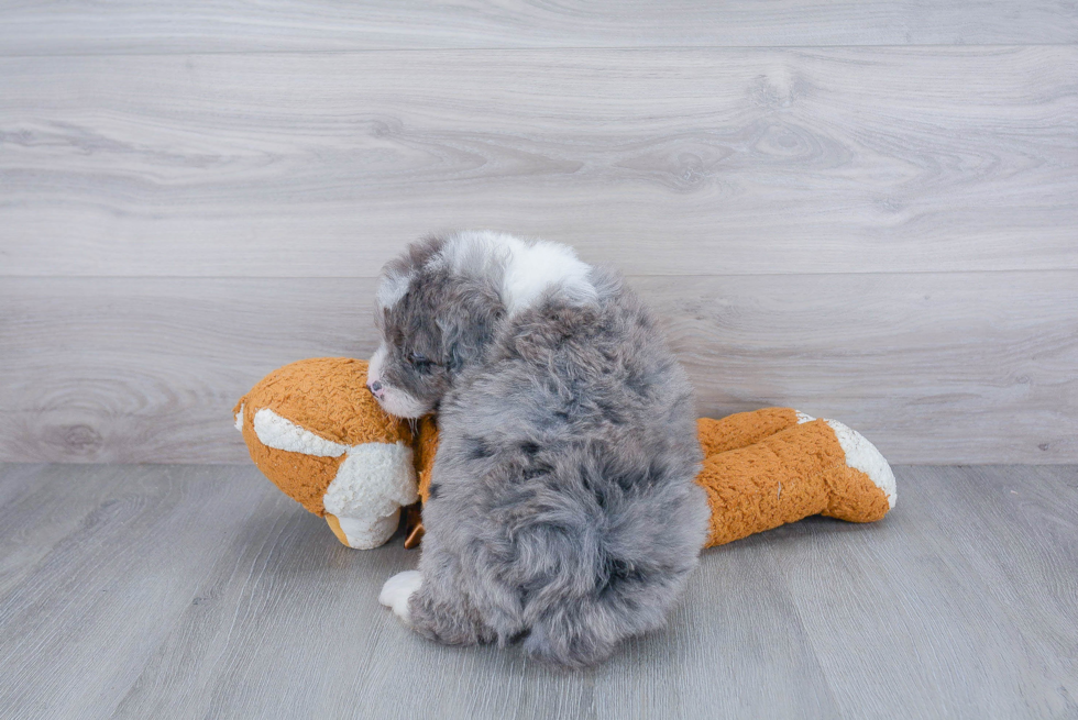 Mini Bernedoodle Puppy for Adoption