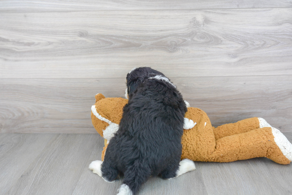 Best Mini Bernedoodle Baby