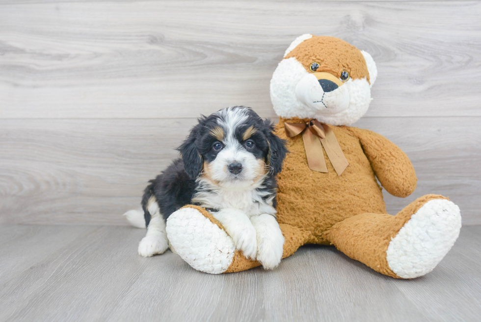 Cute Mini Bernedoodle Baby