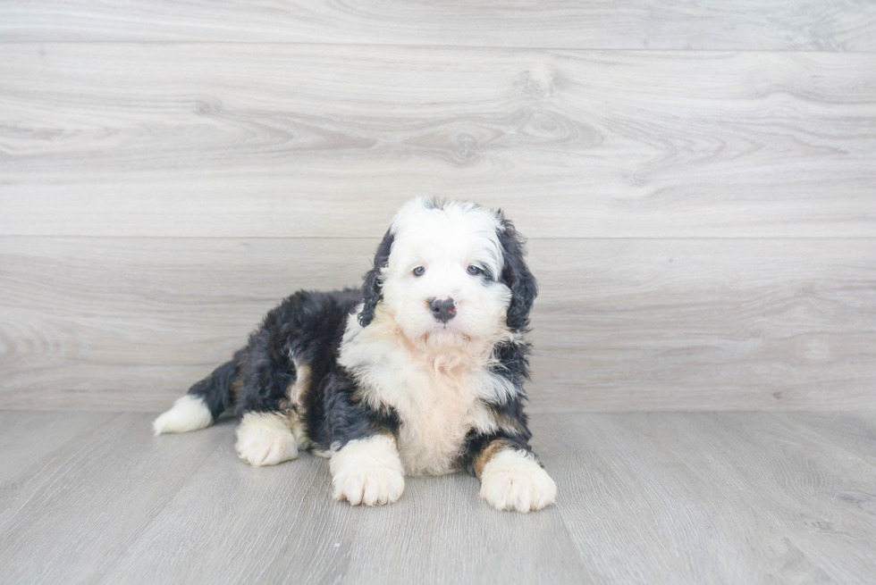 Mini Bernedoodle Pup Being Cute