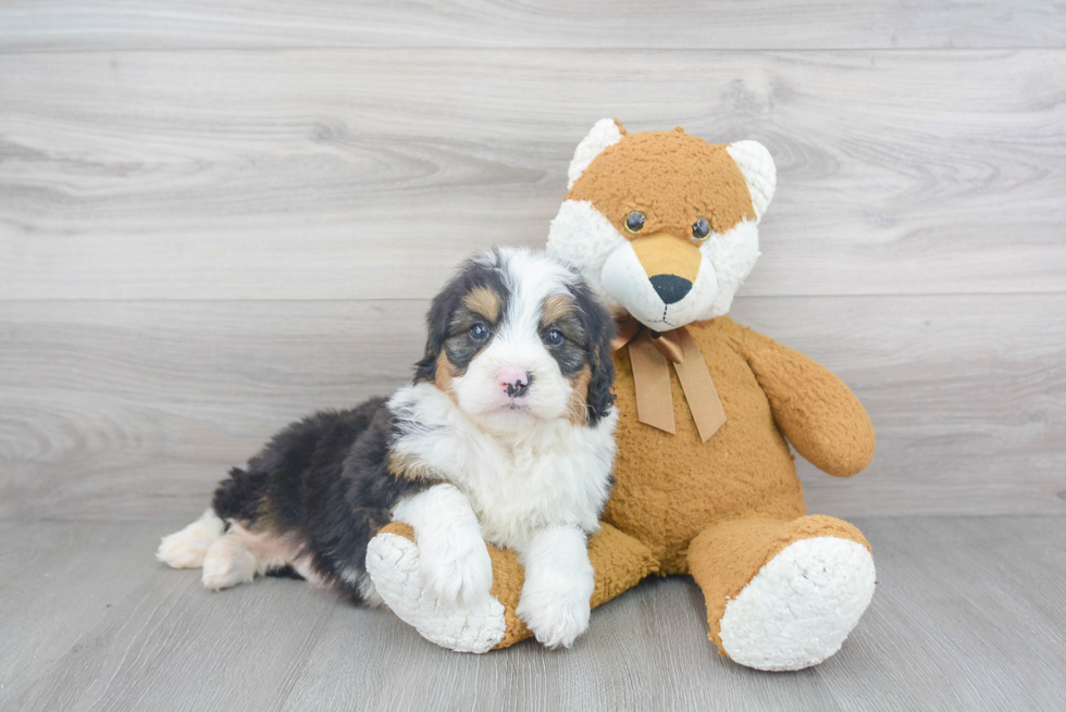 Mini Bernedoodle Puppy for Adoption