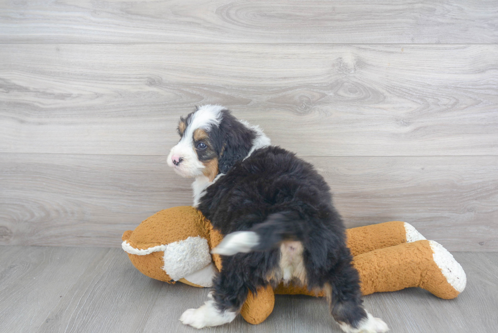 Mini Bernedoodle Pup Being Cute